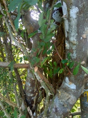 Zanthoxylum fagara