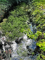 Hydrilla verticillata