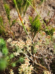 Helichrysum spiralepis
