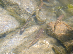 Phoxinus septimaniae