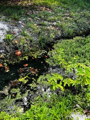 Hydrilla verticillata