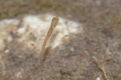 Phoxinus septimaniae