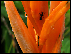 Camponotus sexguttatus