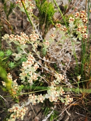 Helichrysum spiralepis