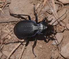 Carabus dufouri