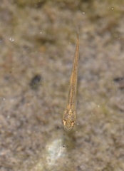 Phoxinus septimaniae