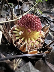 Langsdorffia hypogaea