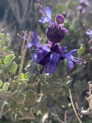 Salvia dorrii