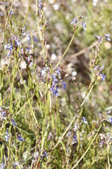 Lobelia comosa