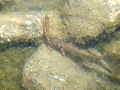 Phoxinus septimaniae