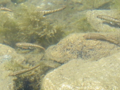 Phoxinus septimaniae