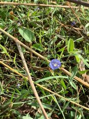 Evolvulus alsinoides