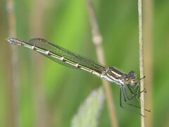 Austrolestes annulosus