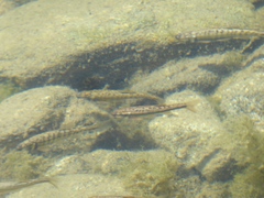 Phoxinus septimaniae