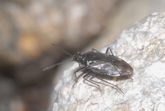 Macrosaldula scotica