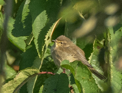 Phylloscopus collybita