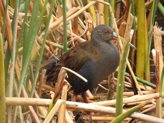 Pardirallus sanguinolentus