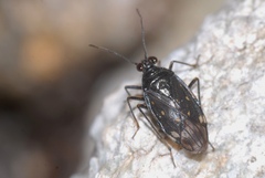 Macrosaldula scotica