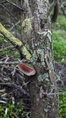 Fomitiporia hippophaeicola