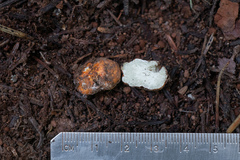 Leucogaster rubescens