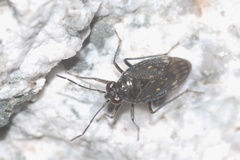 Macrosaldula scotica