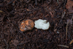 Leucogaster rubescens