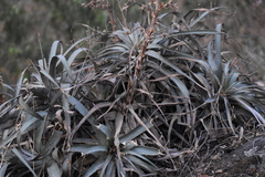 Puya roezlii