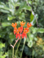 Asclepias lanceolata