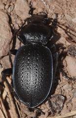 Carabus dufouri