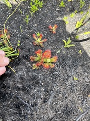 Drosera esterhuyseniae