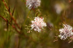 Serruria rostellaris