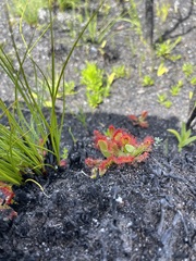 Drosera esterhuyseniae