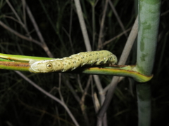 Proserpinus proserpina