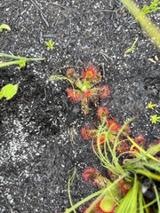 Drosera esterhuyseniae