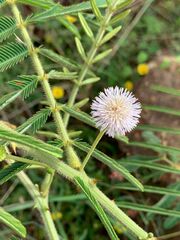 Mimosa pigra
