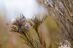 Serruria rostellaris