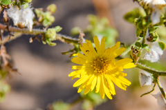 Silphium laciniatum