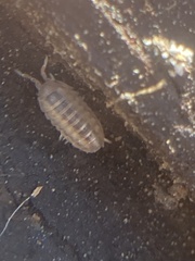 Armadillidium nasatum