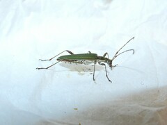 Calliprason sinclairi