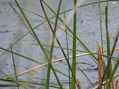 Schoenoplectus lacustris