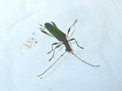 Calliprason sinclairi