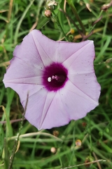Ipomoea cordatotriloba