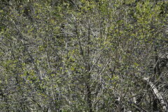 Forestiera reticulata