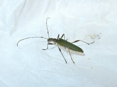 Calliprason sinclairi