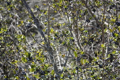 Forestiera reticulata