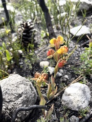 Pterygodium acutifolium