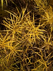 Asparagus densiflorus