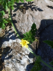 Cucumis anguria
