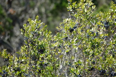 Forestiera reticulata