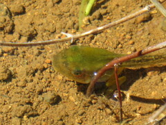 Hyla meridionalis